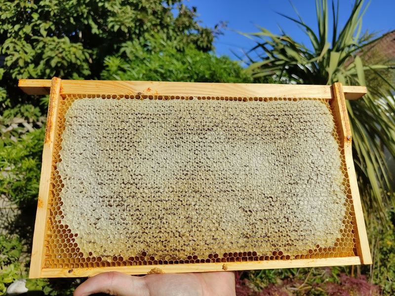 A full honeycomb frame freshly lifted from the hive
